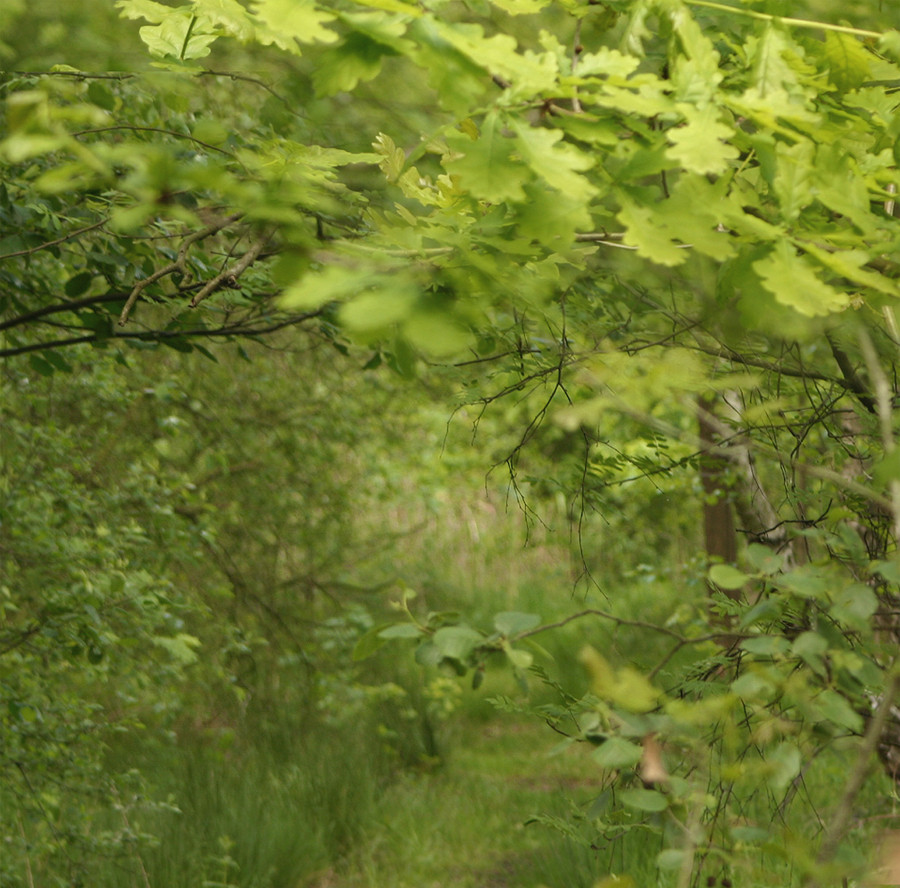 Moorweg im Frühling