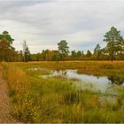 Moorweg im Herbst