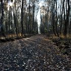 Moorweg im Herbst