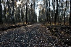 Moorweg im Herbst