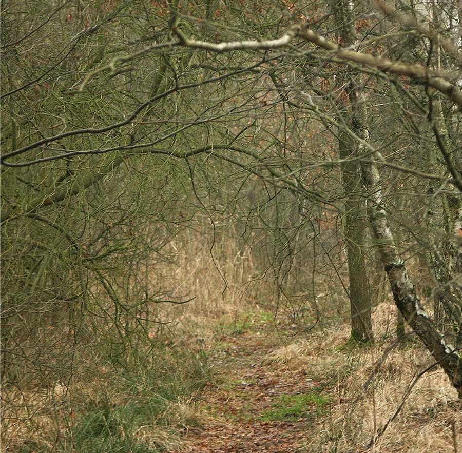 Moorweg im Winter