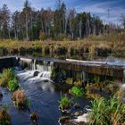 Moorweiher Bannwald