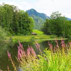 Moorweiher (bei Oberstdorf)