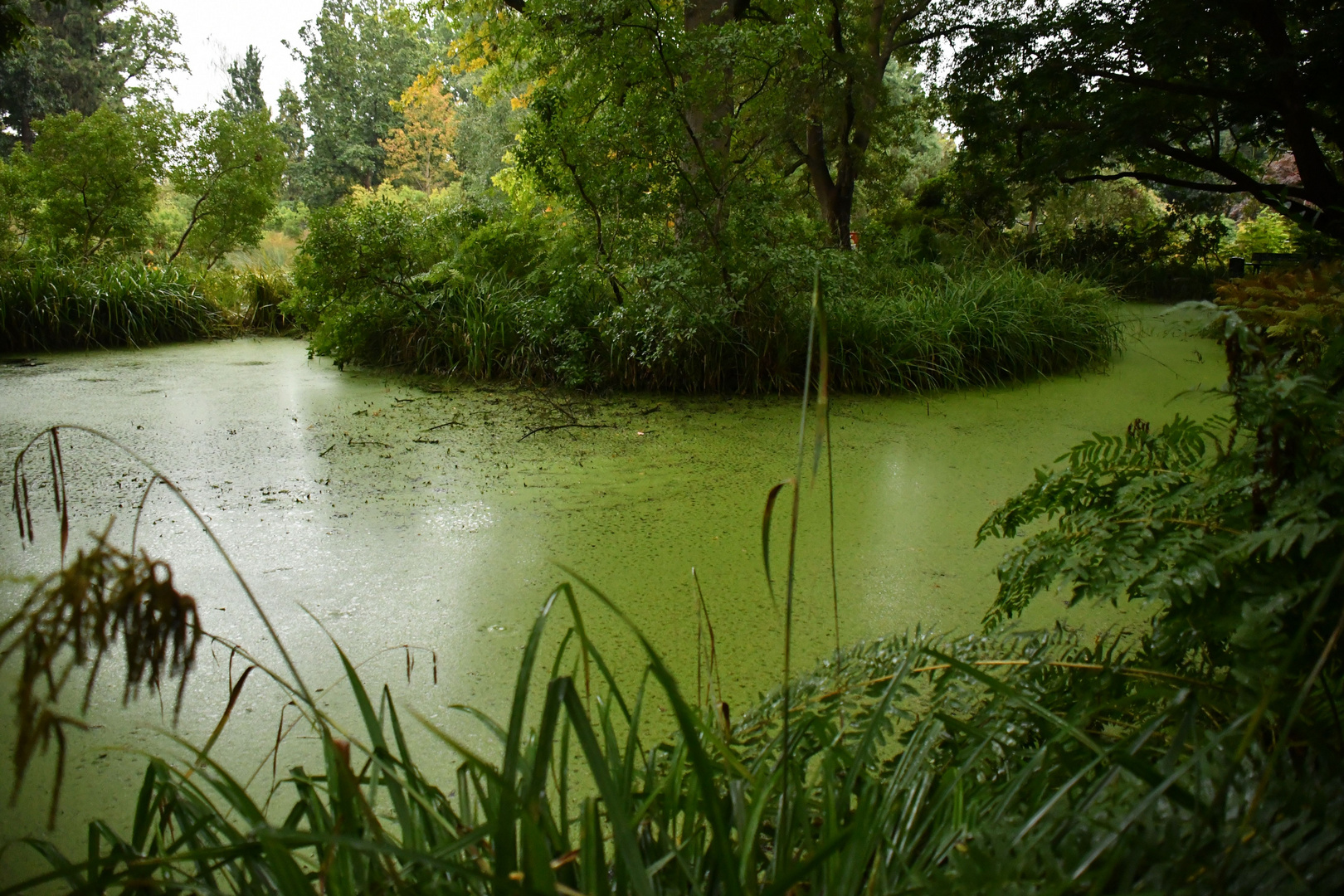 Moorweiher Im Berggarten Hannover