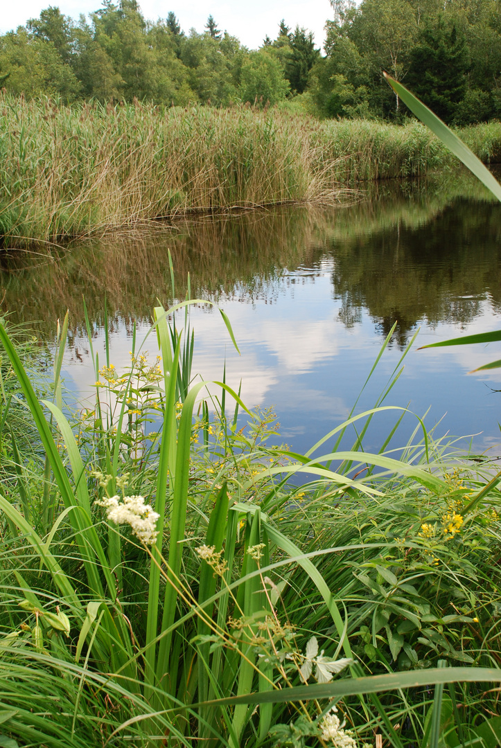 Moorwelt im Sommergewand