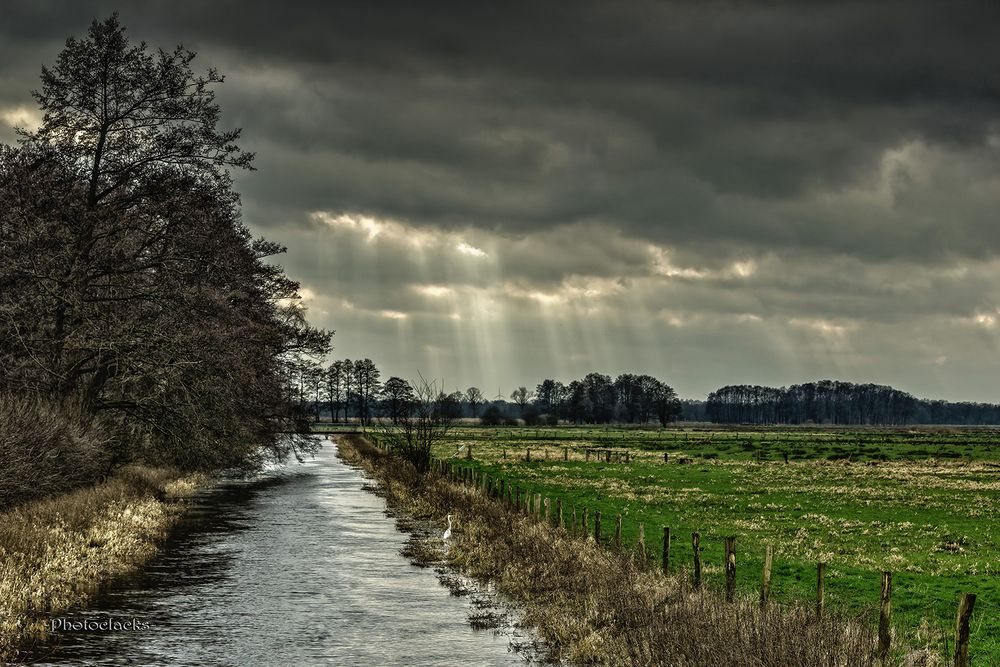 Moorwiese am Dümmersee