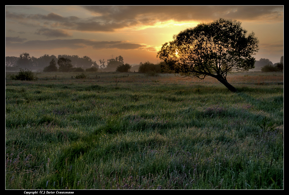 Moorwiese bei Sonnenaufgang - Swamp meadow at sunup
