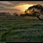 Moorwiese bei Sonnenaufgang - Swamp meadow at sunup