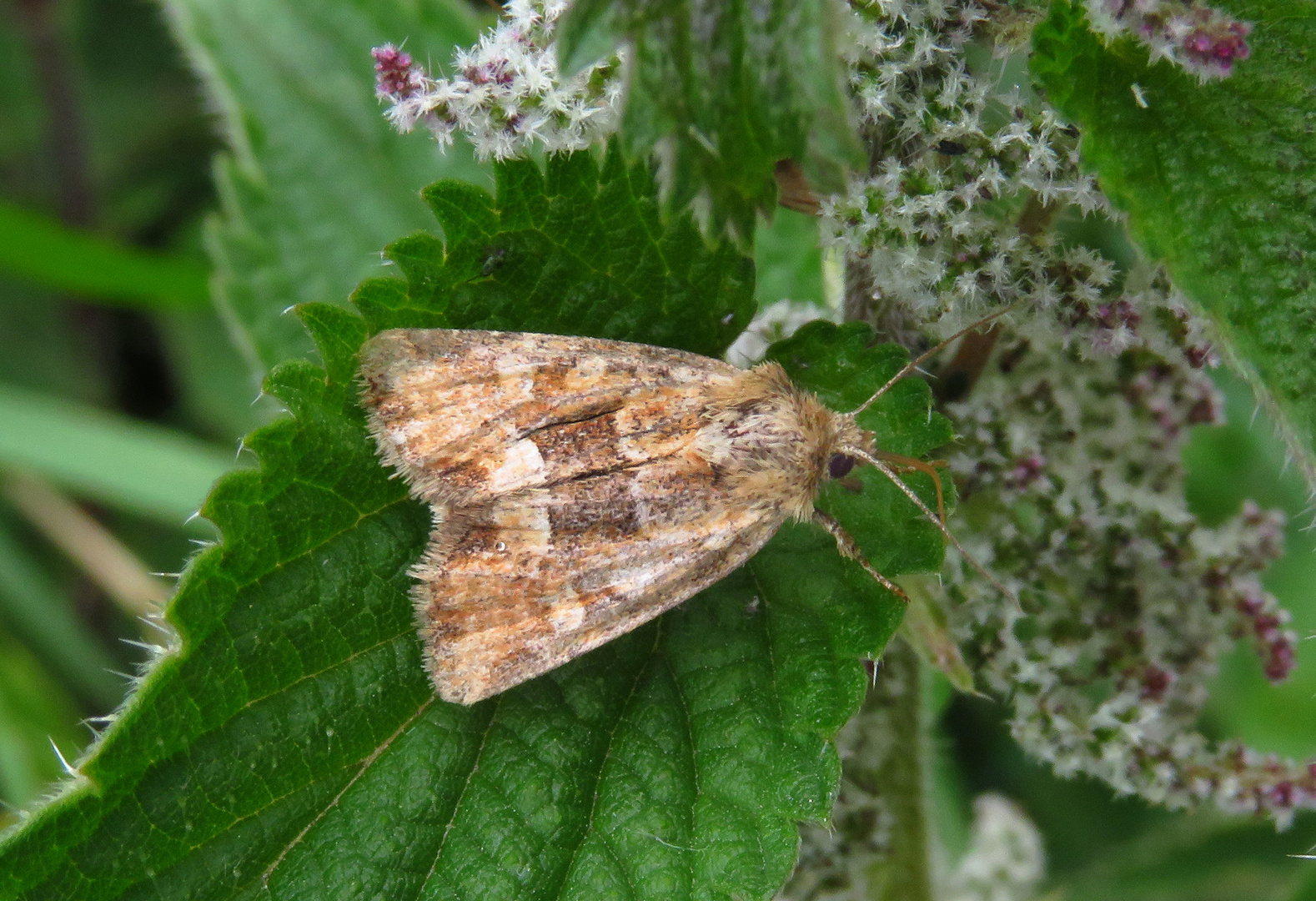 Moorwiesen-Halmeulchen, Oligia fasciuncula, middle-barred minor