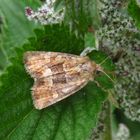 Moorwiesen-Halmeulchen, Oligia fasciuncula, middle-barred minor