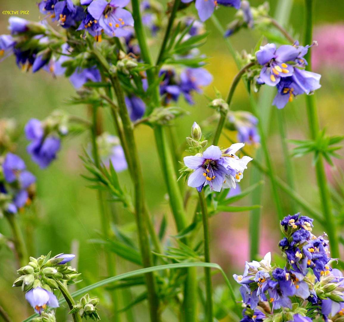 Moorwiesenblumen