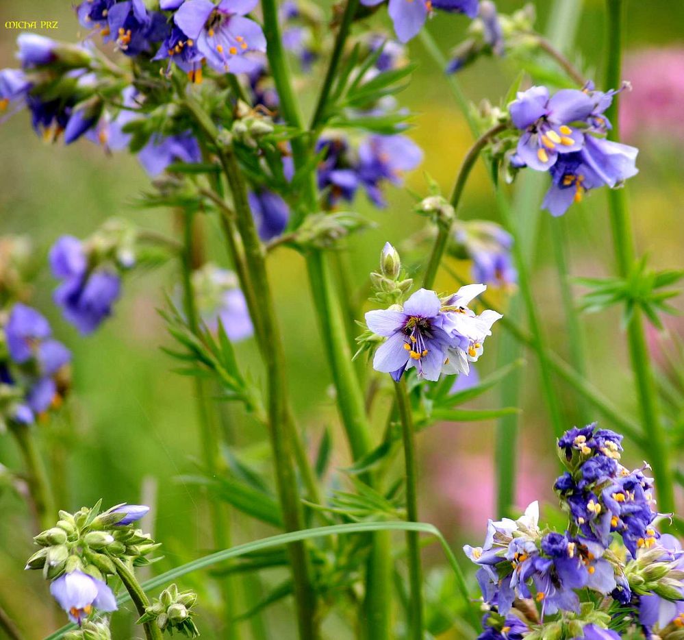 Moorwiesenblumen