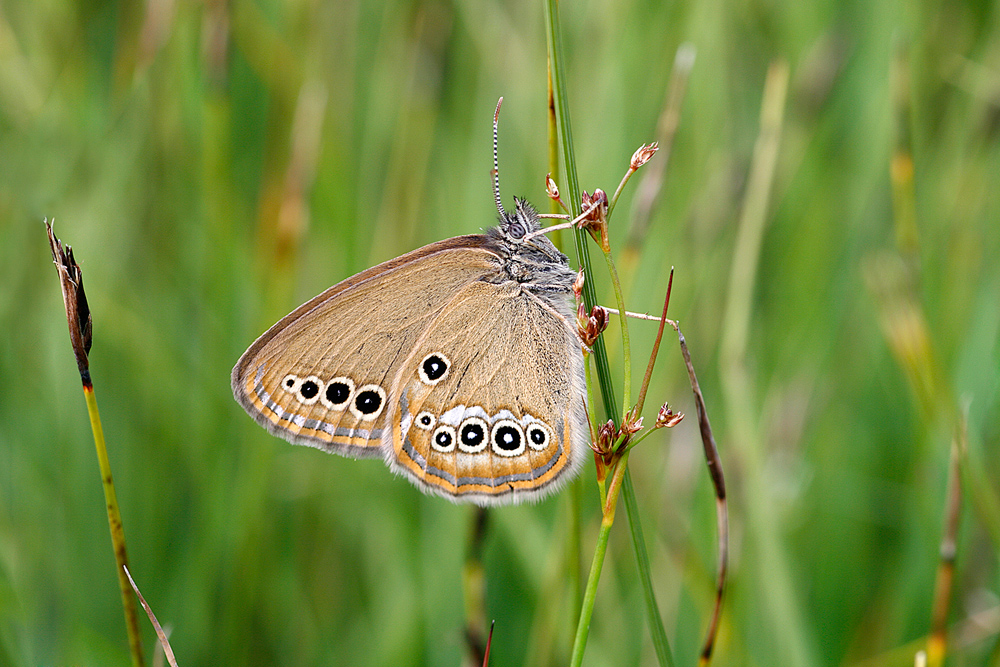 Moorwiesenvögelchen (Coenonympha oedippus)