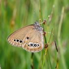 Moorwiesenvögelchen (Coenonympha oedippus)