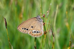 Moorwiesenvögelchen (Coenonympha oedippus)