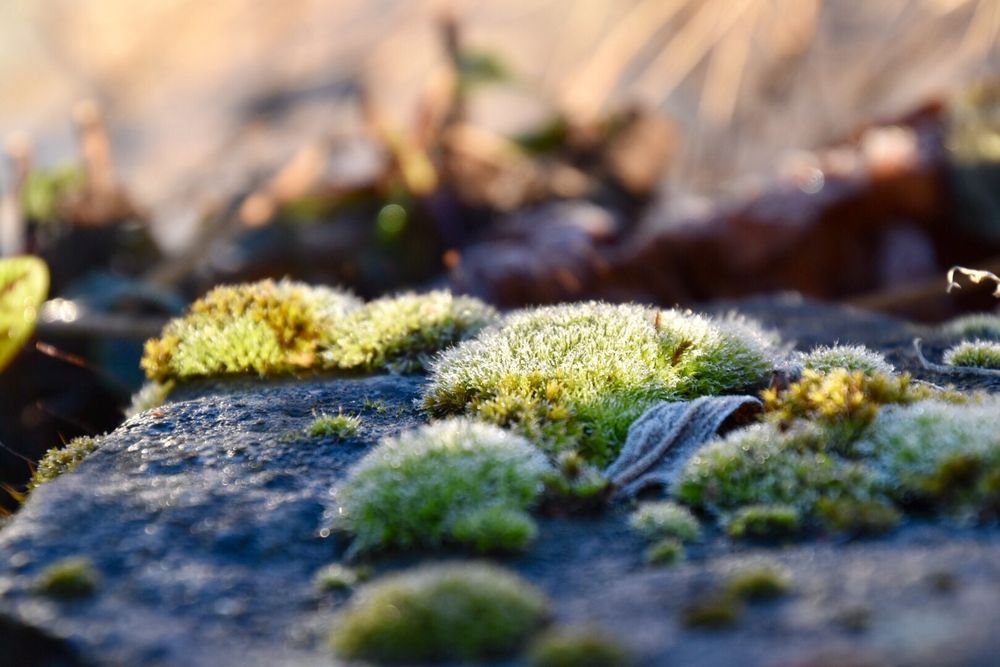 Moos Foto & Bild makro, natur, pflanzen Bilder auf
