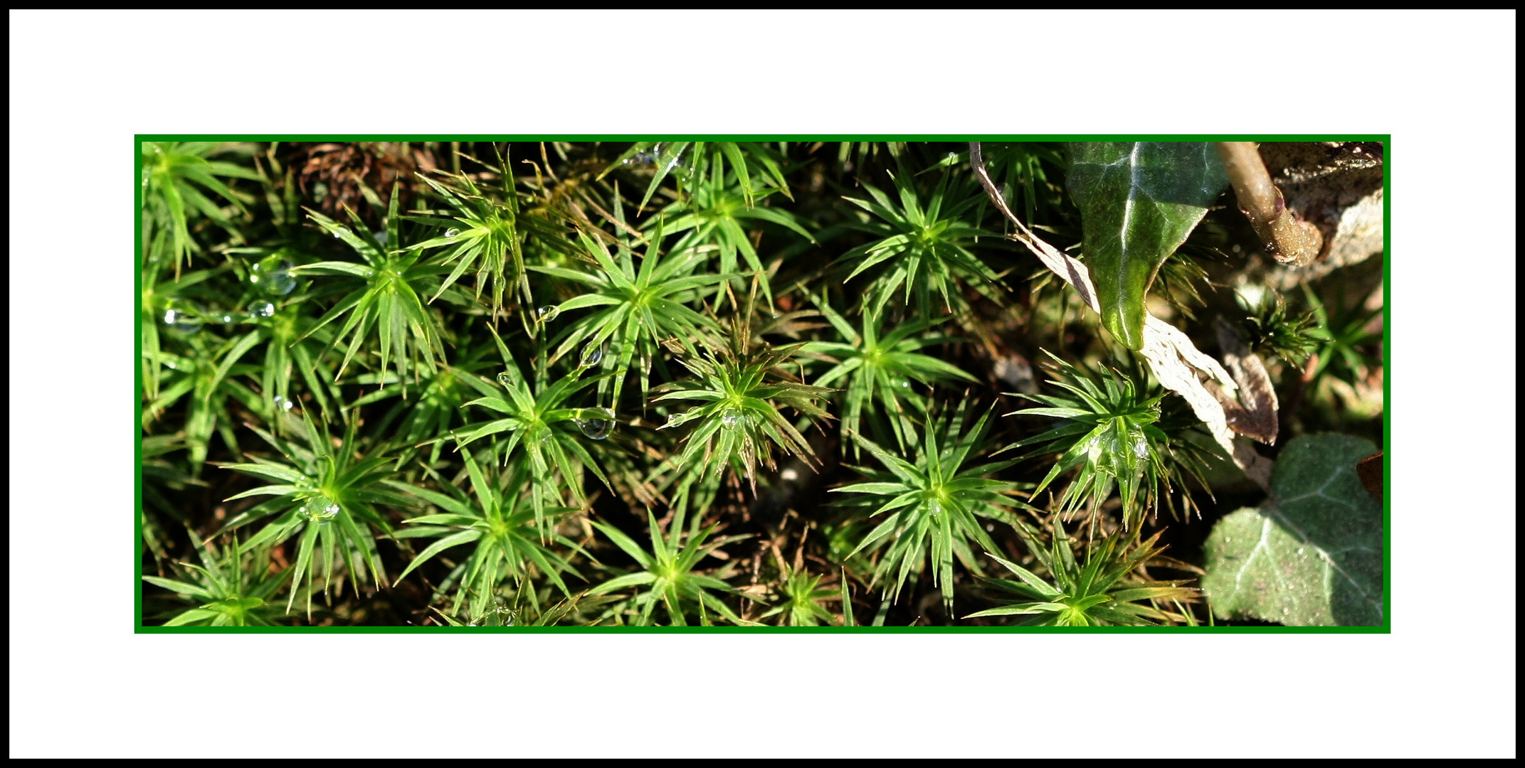 Moos Foto & Bild anfängerecke nachgefragt, nachgefragtpflanzen