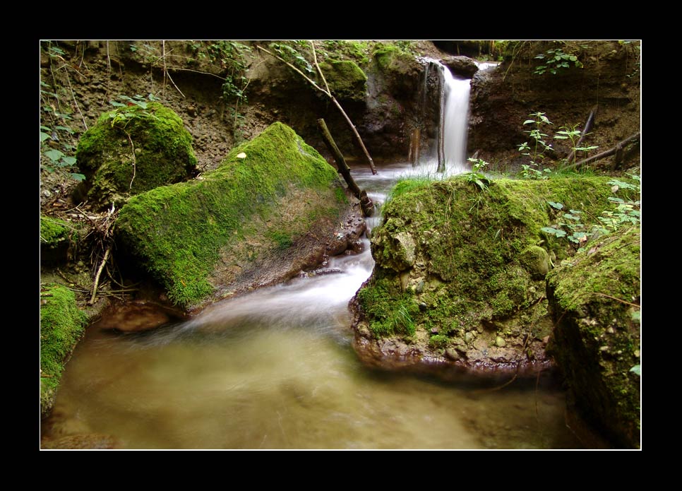 Moos am Bach