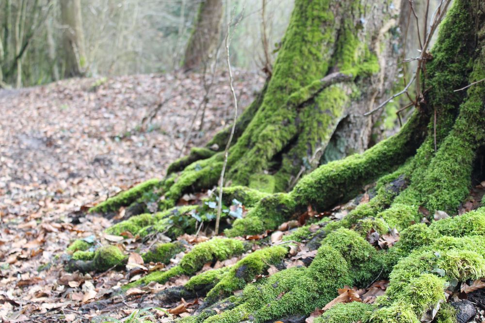 Moos am Baum Foto & Bild pflanzen, pilze & flechten, moose & farne
