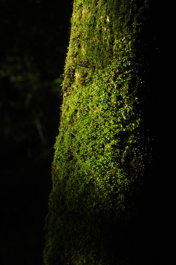 Moos am Baum