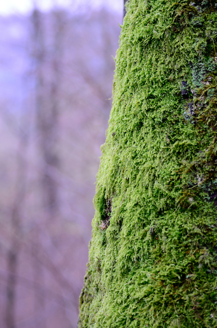 Moos am Baum