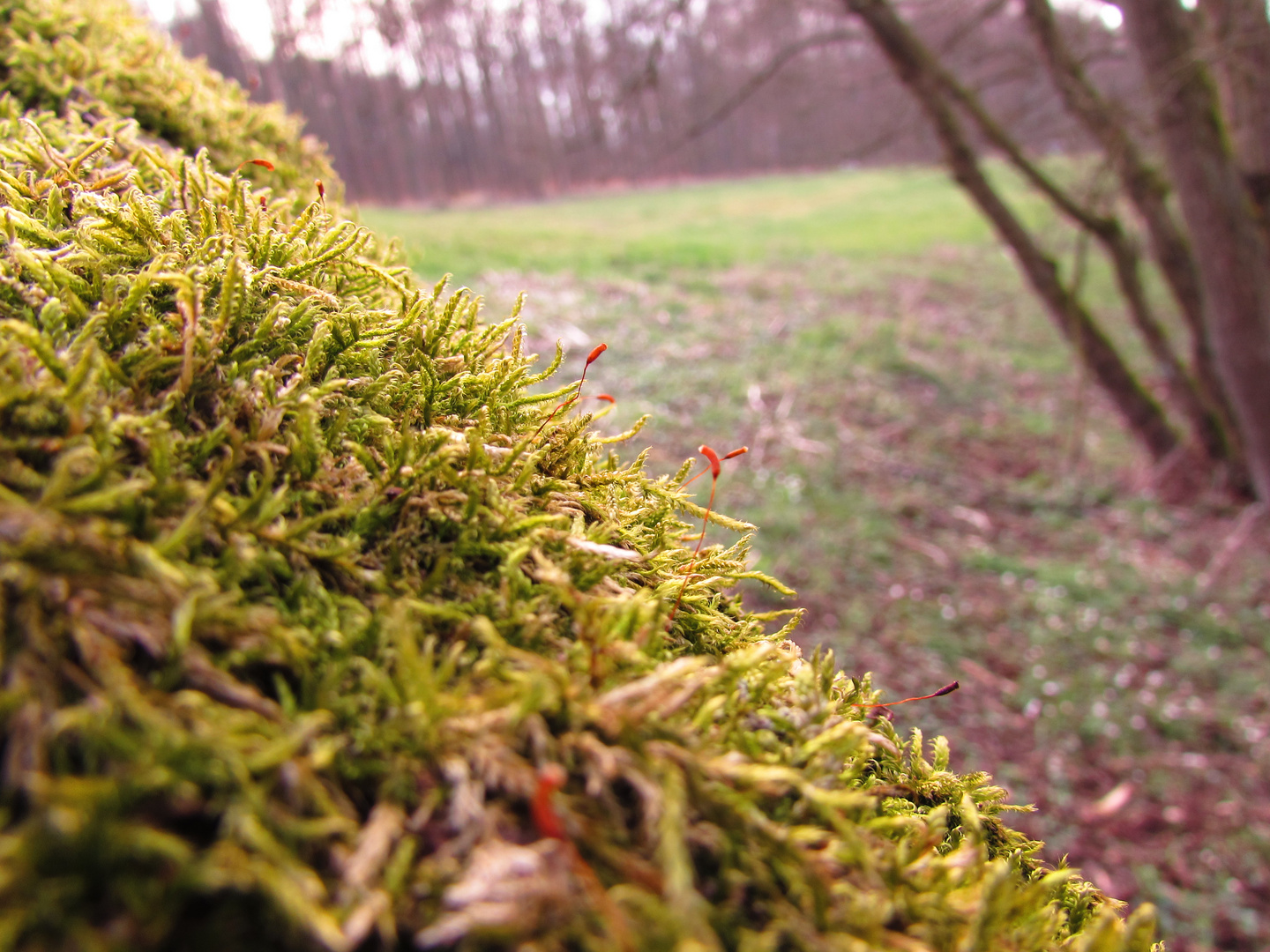 Moos am Baum