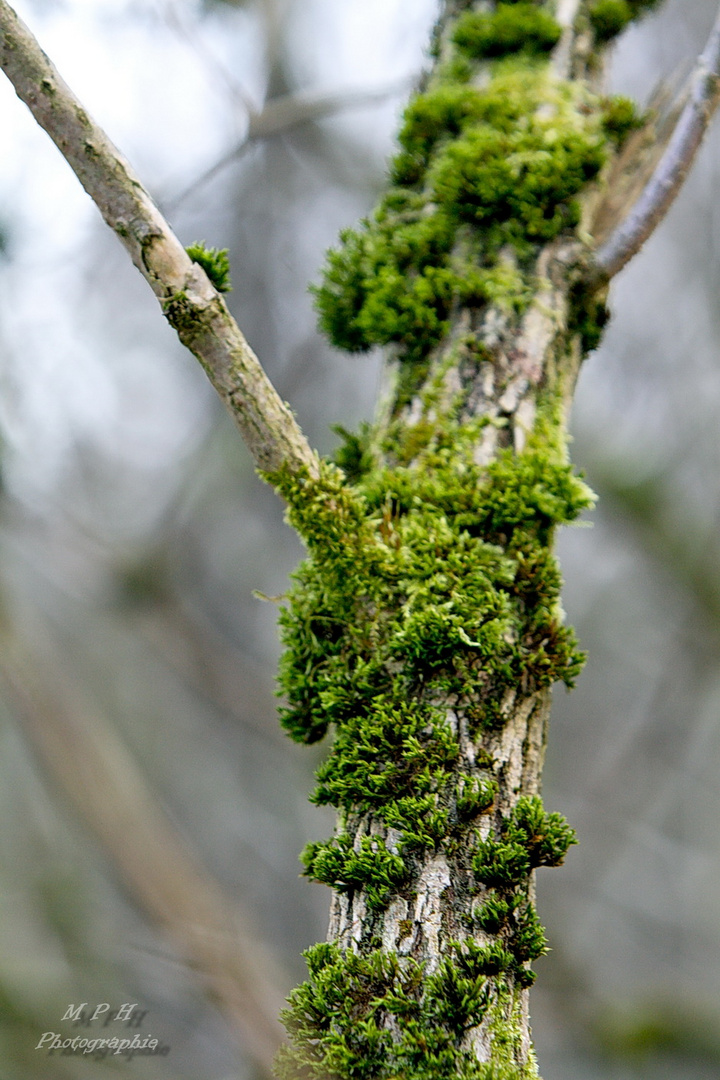 Moos am Baum