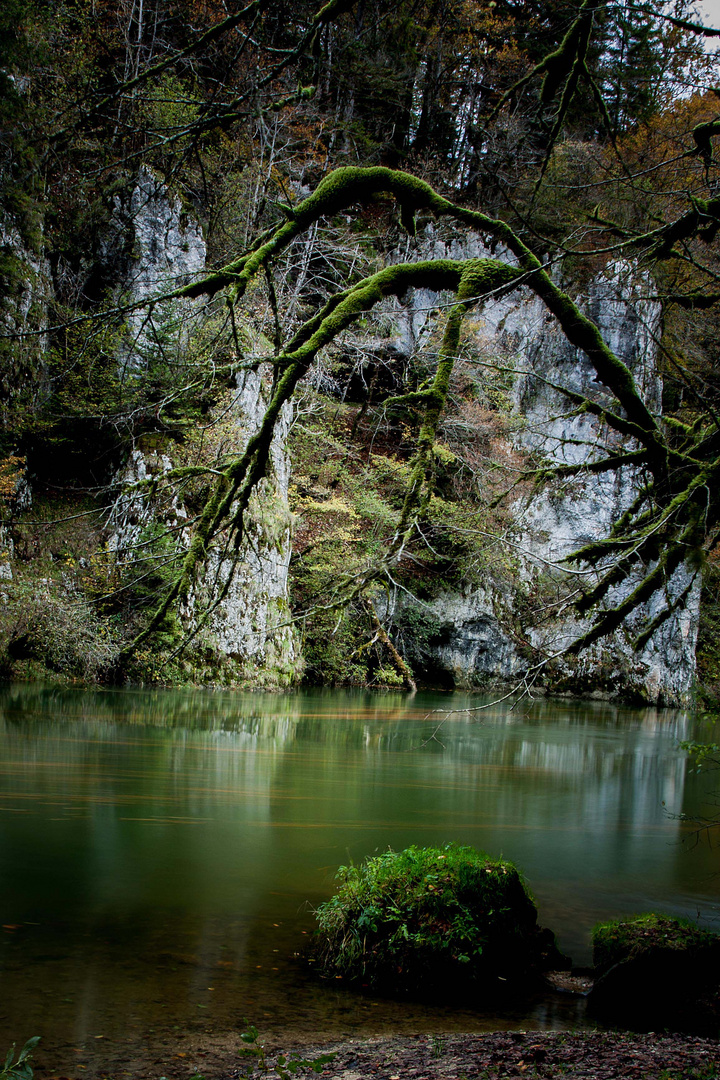 Moos am Baum