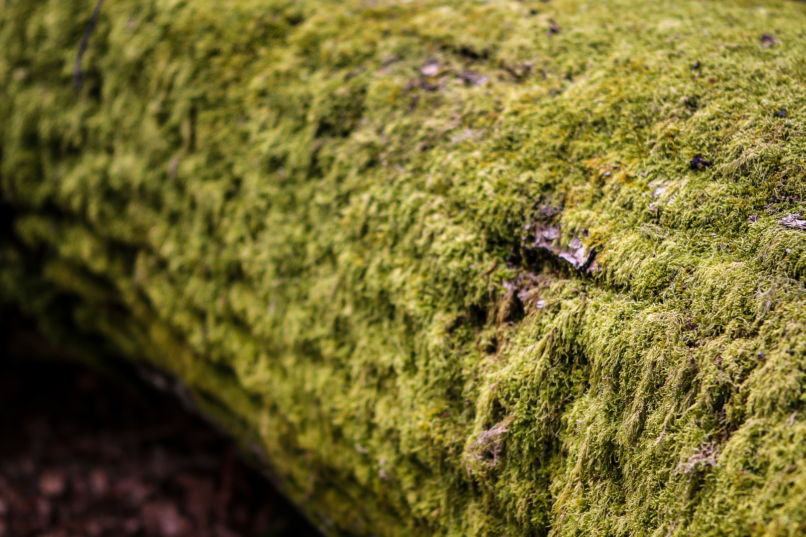 Moos am Baum Foto & Bild pflanzen, pilze & flechten, bäume, baumrinden,wurzeln, Äste Bilder