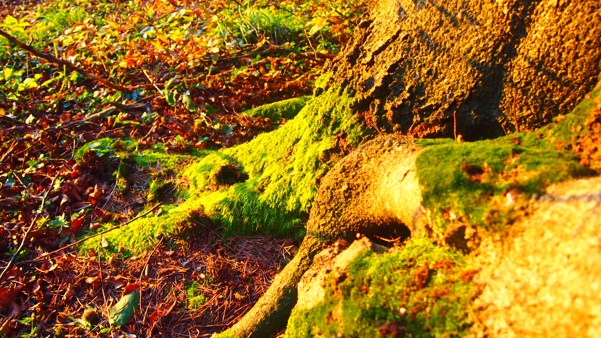 Moos am Baum bei Abendsonne