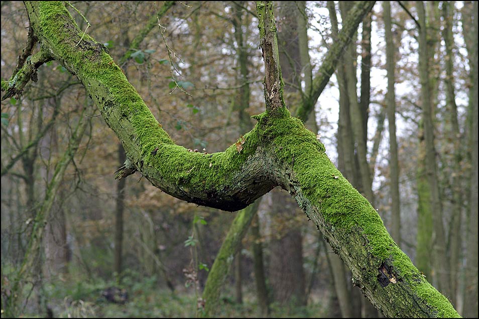 Moos am Baum Foto & Bild landschaft, moor, kampina Bilder auf