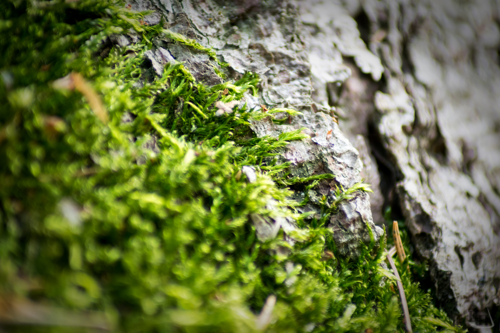Moos am Baum Foto & Bild wald, makro, baum Bilder auf