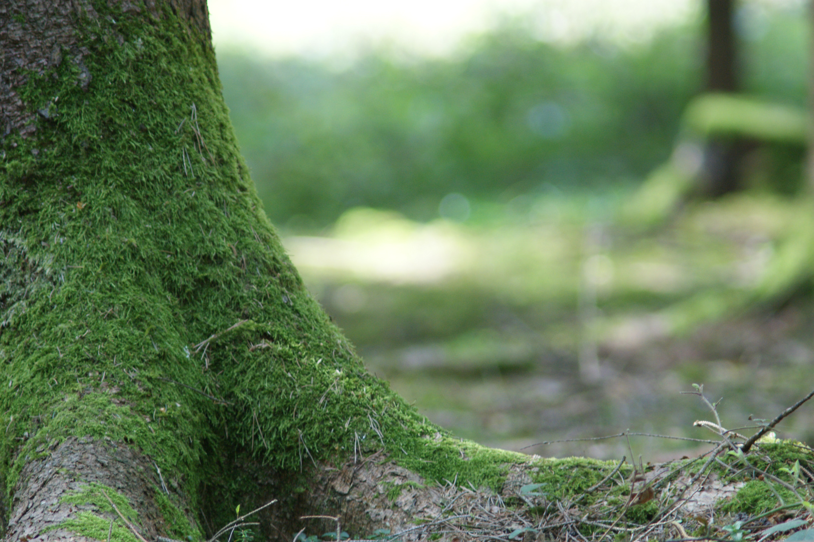 Moos am Baum Foto & Bild pflanzen, pilze & flechten, bäume, baumrinden,wurzeln, Äste Bilder