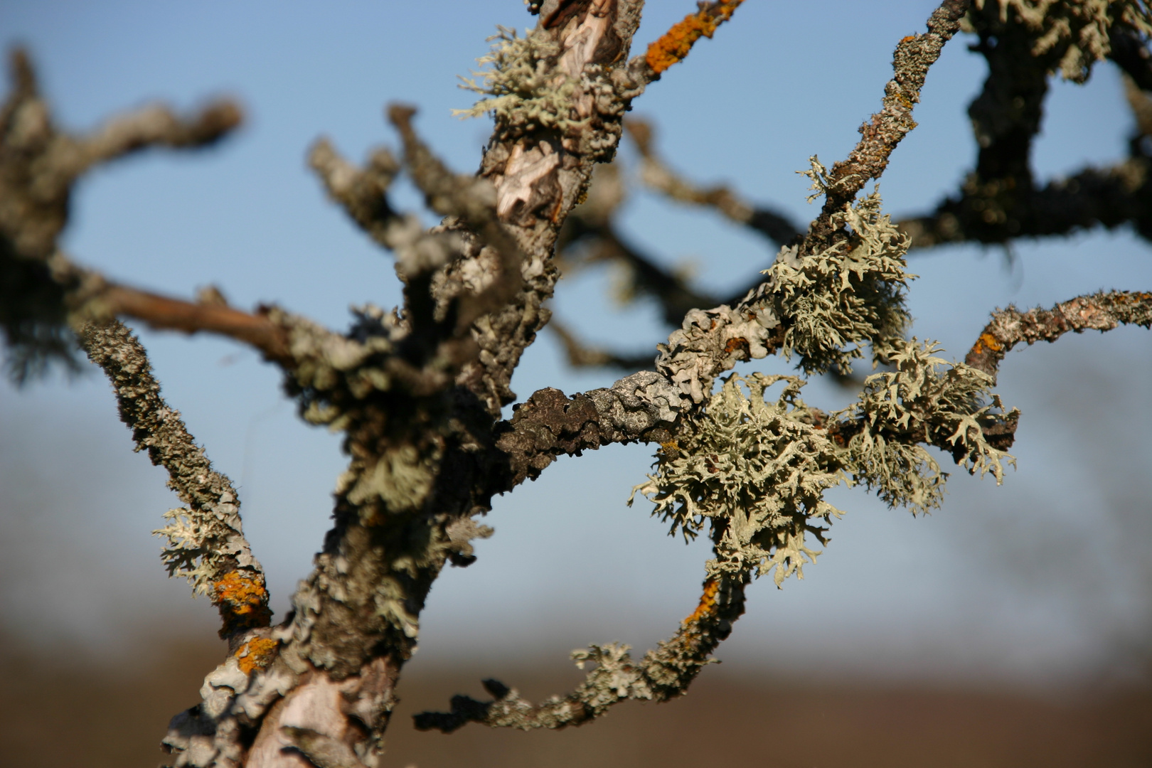 Moos am Baum im Frühling Foto & Bild jahreszeiten, frühling, natur Bilder auf