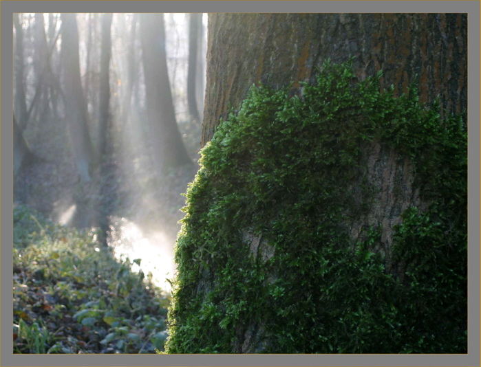 Moos am Baum im Morgennebel an einem Bach!