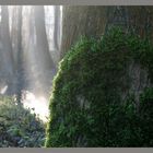 Moos am Baum im Morgennebel an einem Bach!