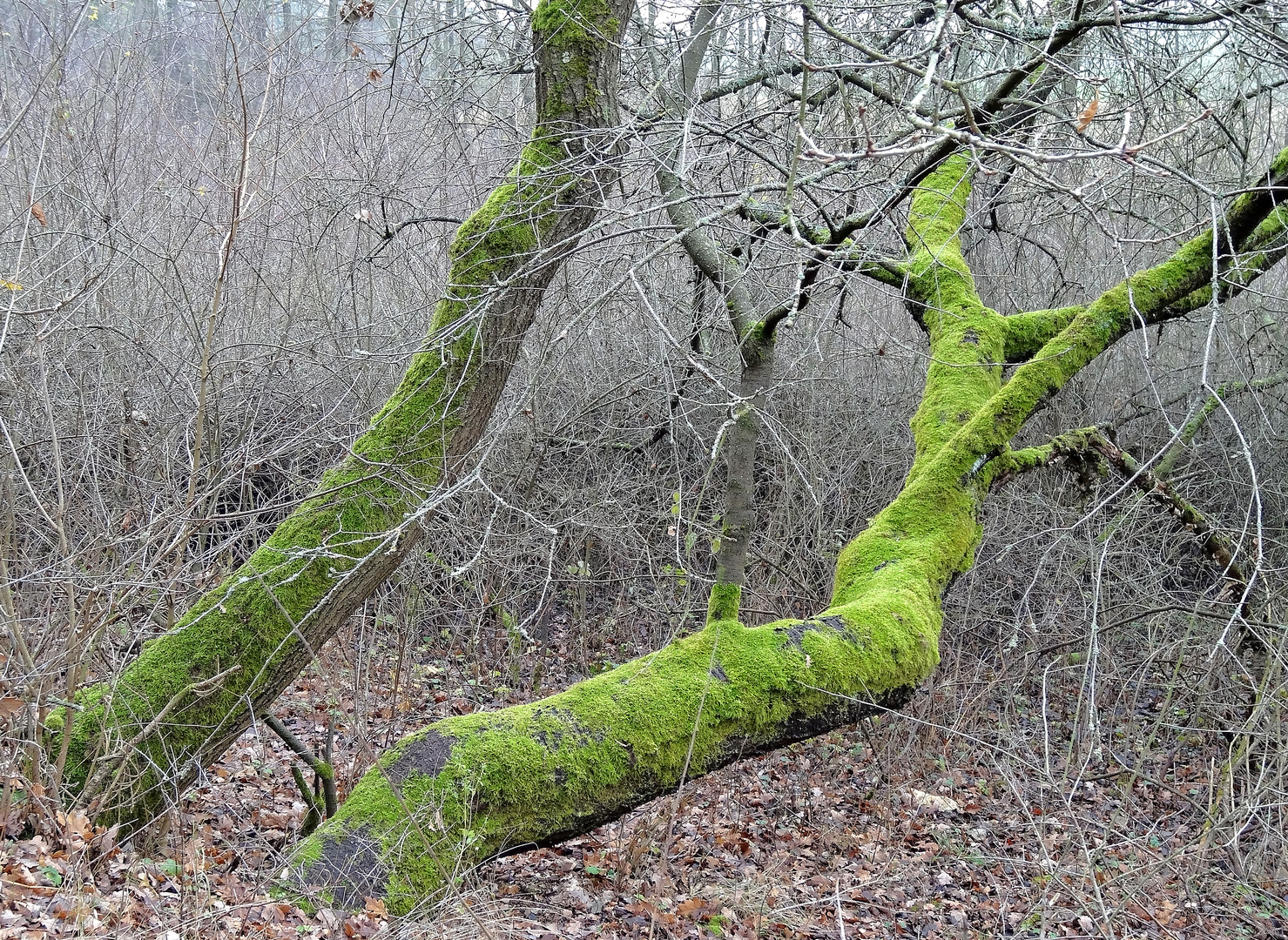 Moos am Baum - Schwarzes Holz (Plauen)