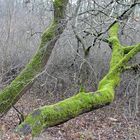 Moos am Baum - Schwarzes Holz (Plauen)