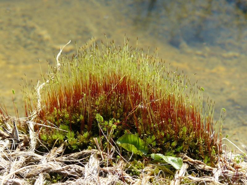 Moos am Gartenteich