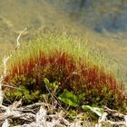 Moos am Gartenteich