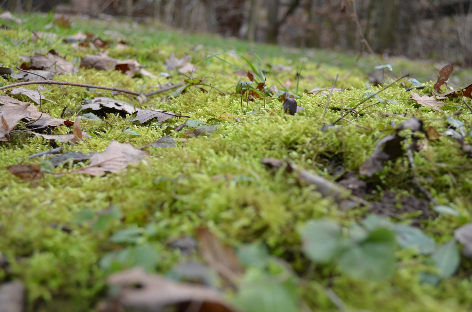 Moos am Wegesrand