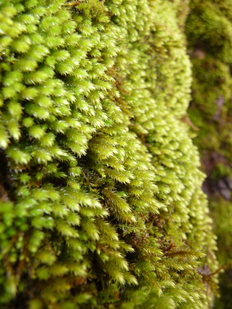 Moos an einem Baum