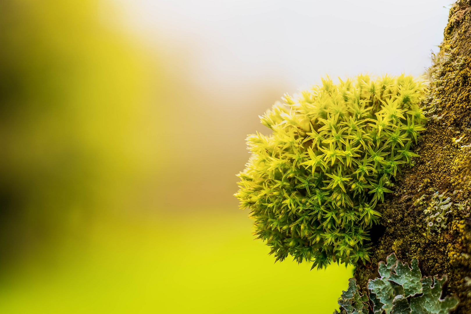 Moos an einem Baum