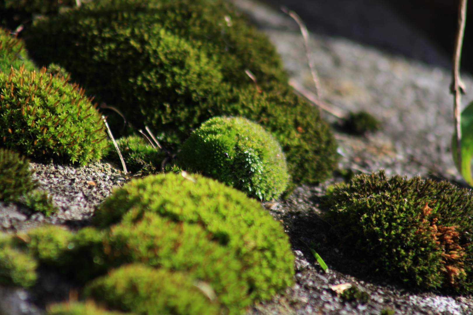 Moos an einer Steinmauer