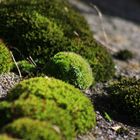 Moos an einer Steinmauer