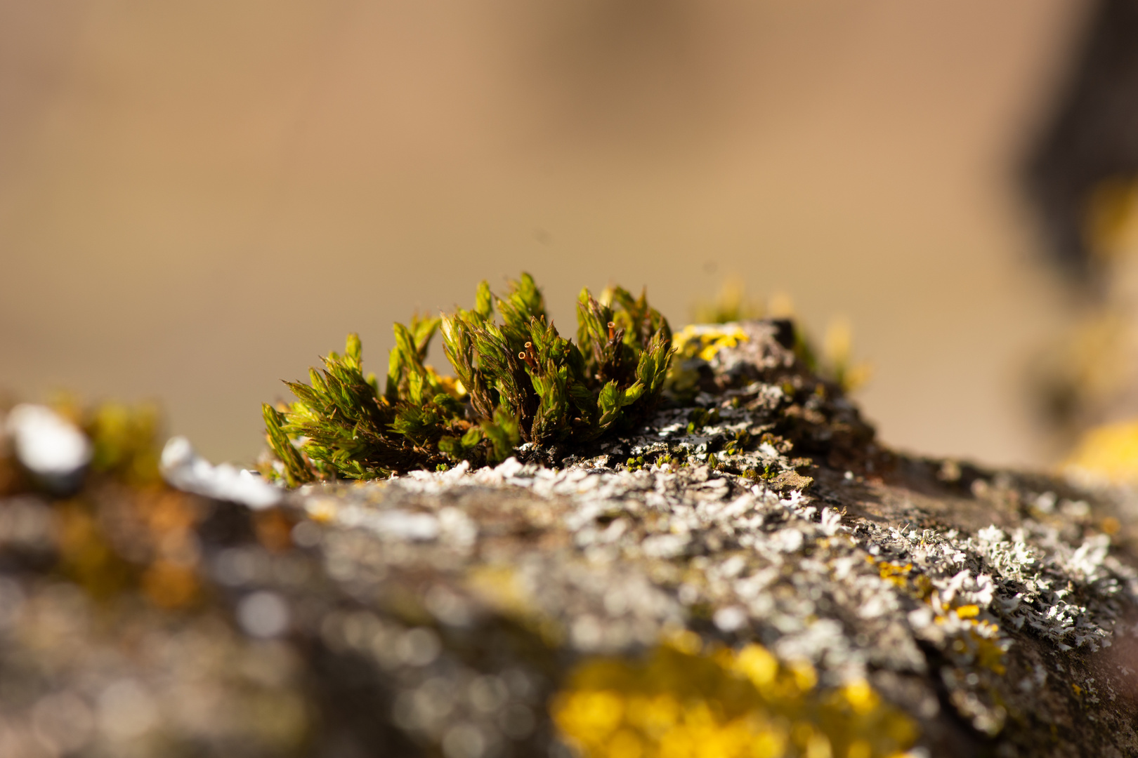 Moos auf Baum