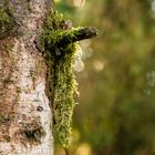 Moos auf dem Baum