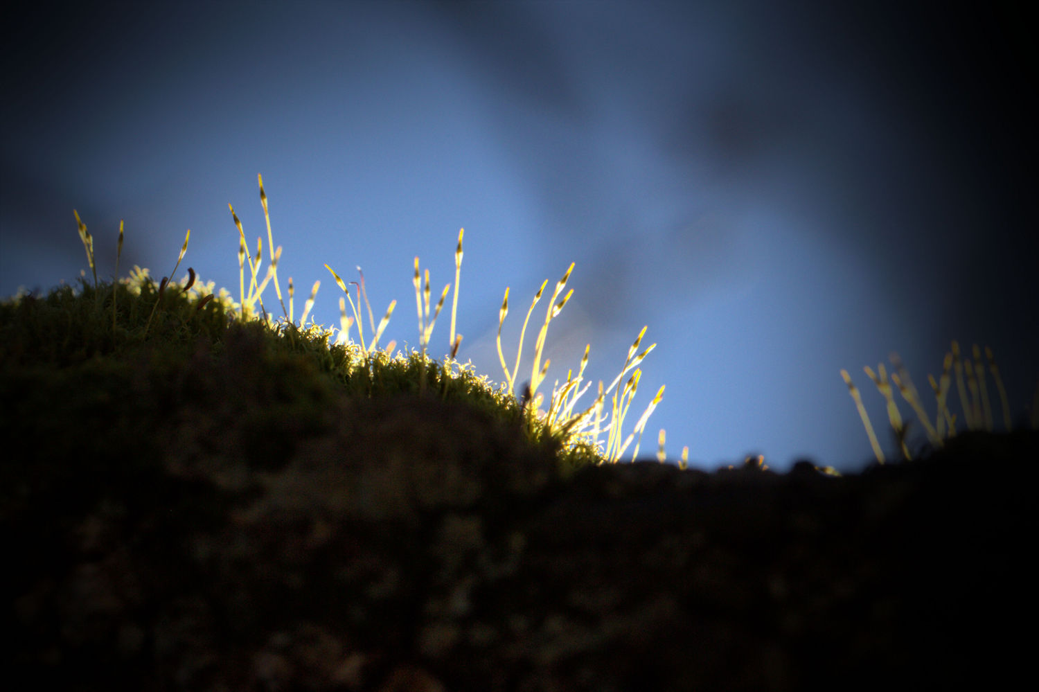 Moos auf dem Hausdach im Sonnenlicht