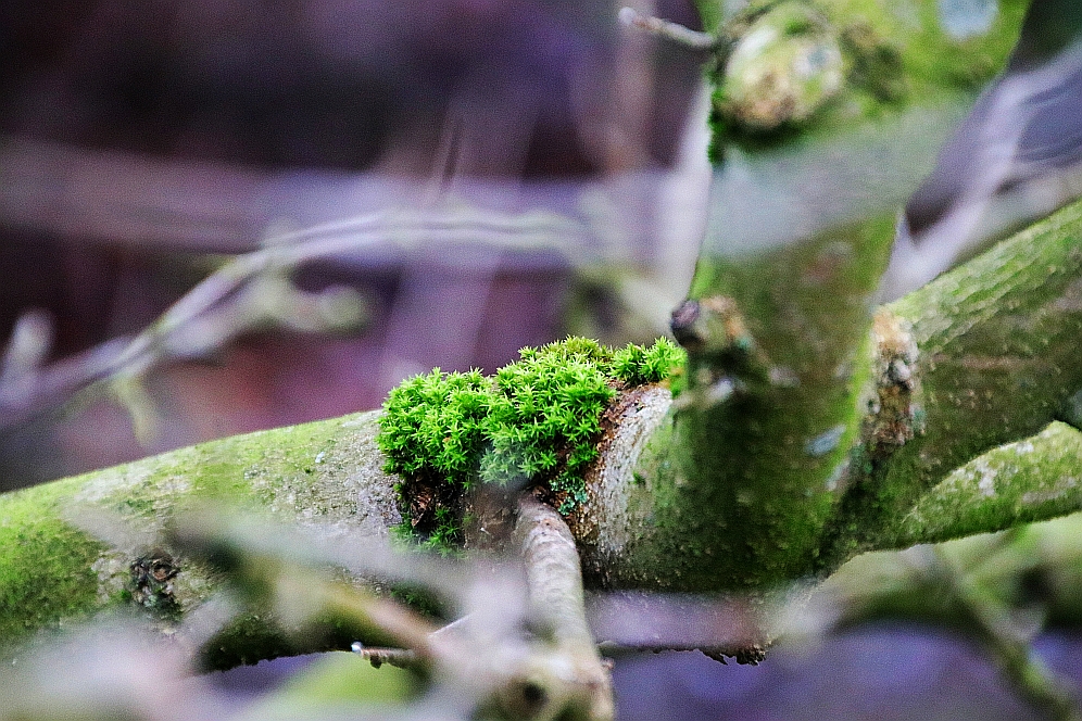 Moos auf der Magnolie