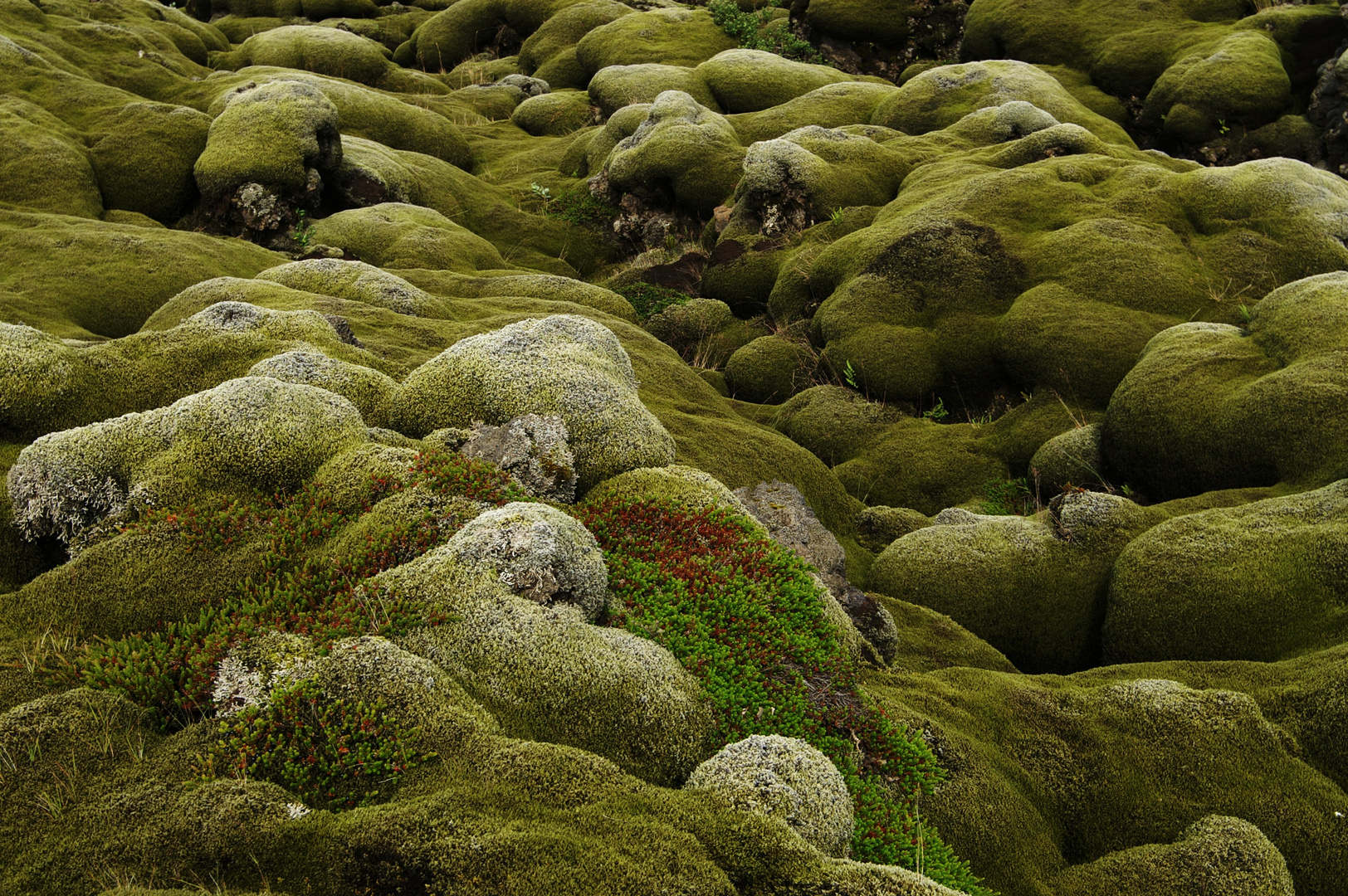 Moos auf der Vulkanasche Island